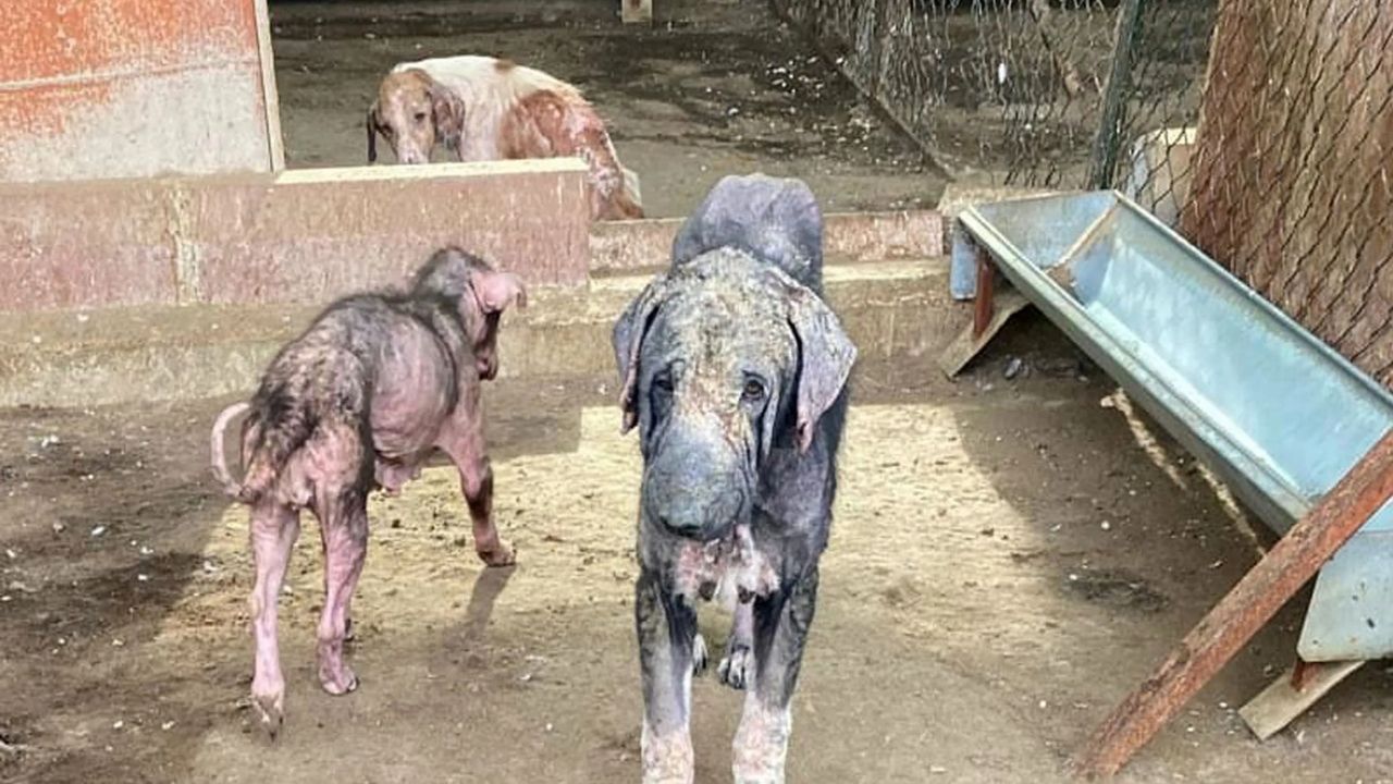 Finike’de Hayvan Barınağı Iddiaları Yargıya Taşındı! Savcılık Soruşturma Başlattı (2)