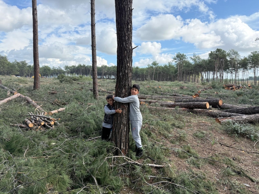 Kurşunlu Ormanı Kesilen Ağaçlar (10)