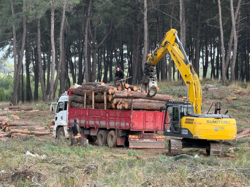 Kurşunlu Ormanı Kesilen Ağaçlar (12)