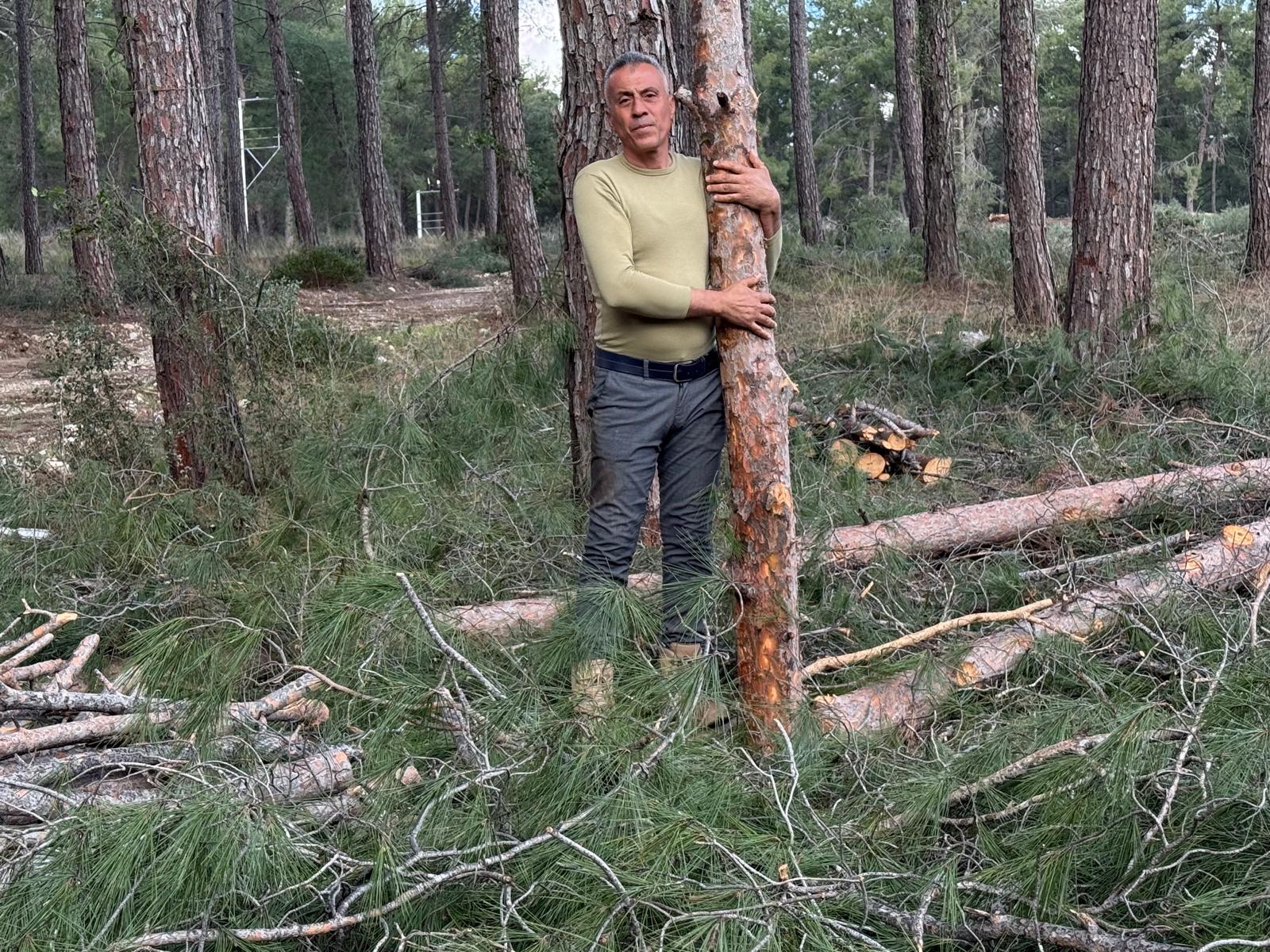 Kurşunlu Ormanı Kesilen Ağaçlar (7)