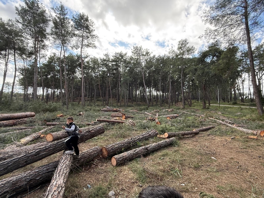 Kurşunlu Ormanı Kesilen Ağaçlar (9)
