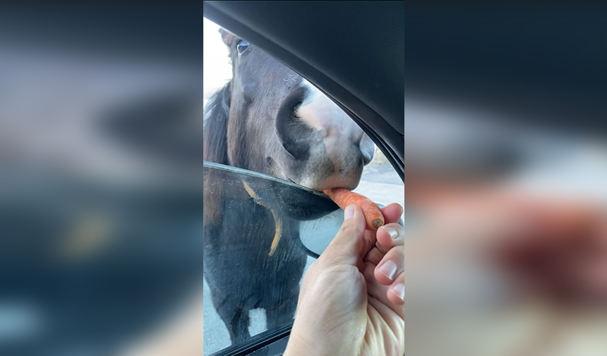 Sürücü Ata Elme Veriyor Antalya 2