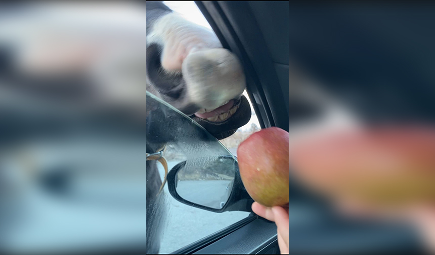 Sürücü Ata Elme Veriyor Antalya