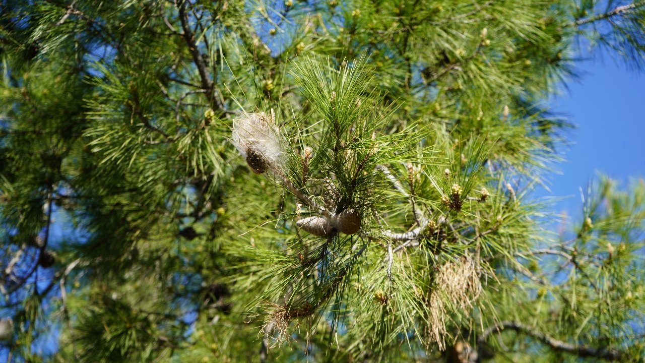 Çam Kese Tırtılı (2)