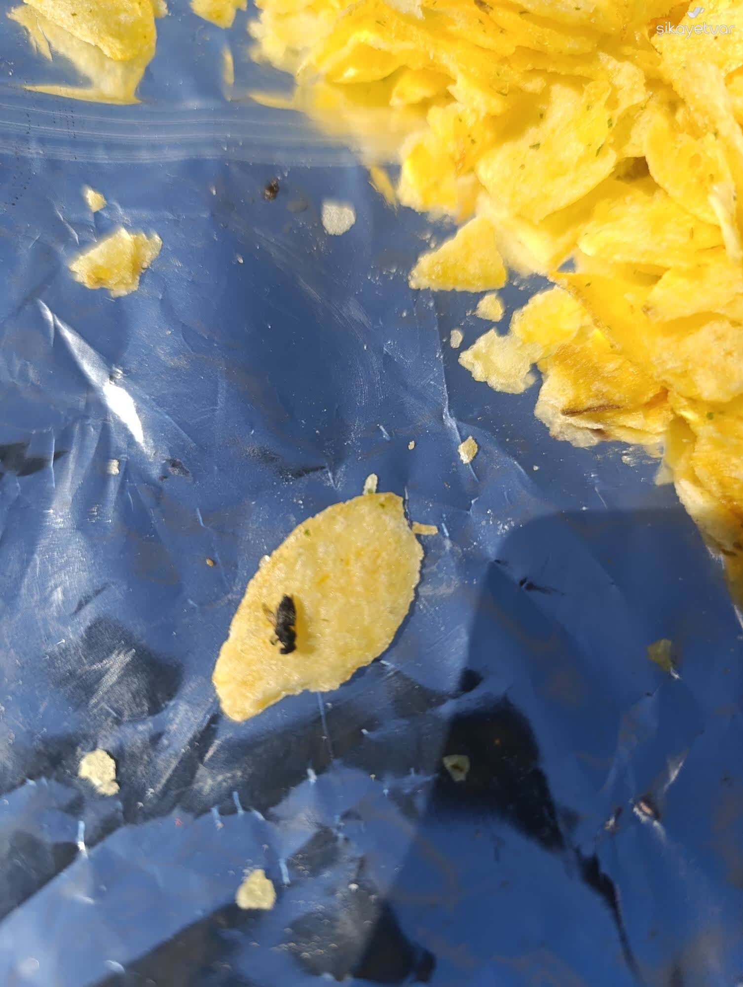 Cispten Böcek Çıktı (4)