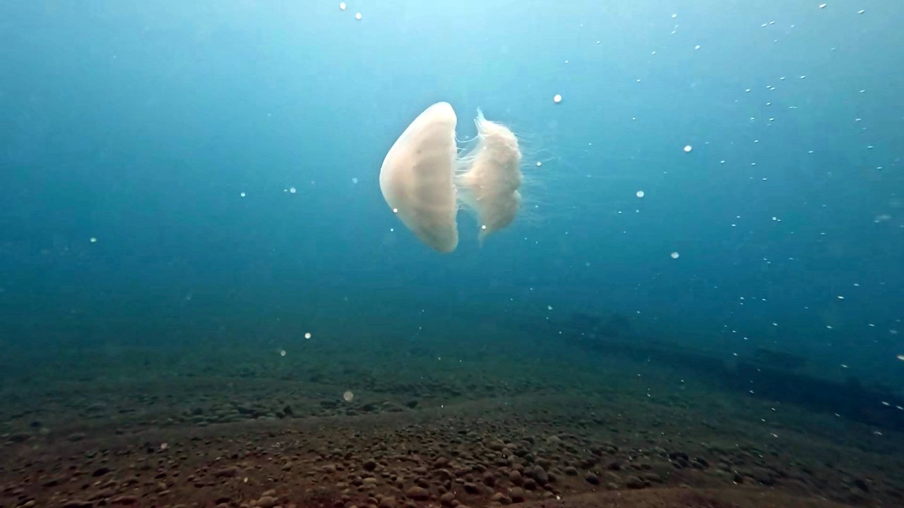 Denizanası Akdeniz (1)