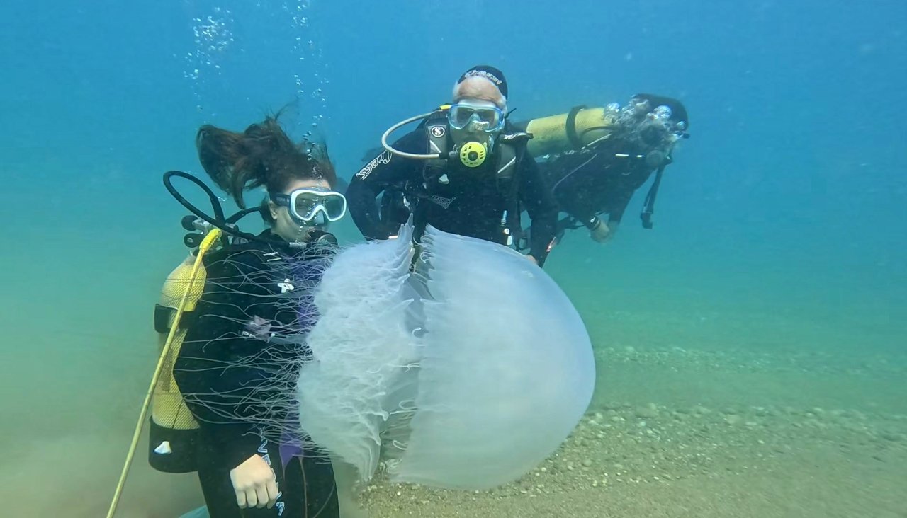 Denizanası Akdeniz (3)