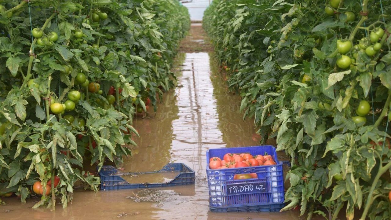 Domates Serası Ve Sel 2