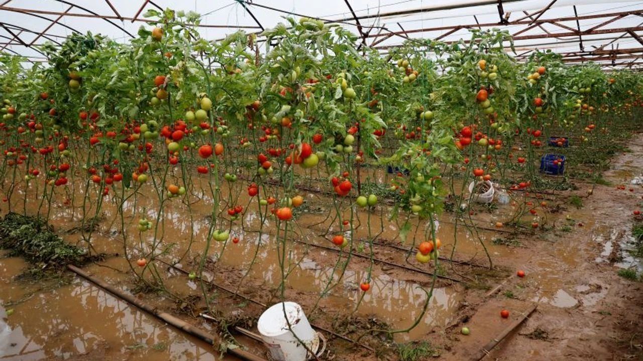 Domates Serası Ve Sel