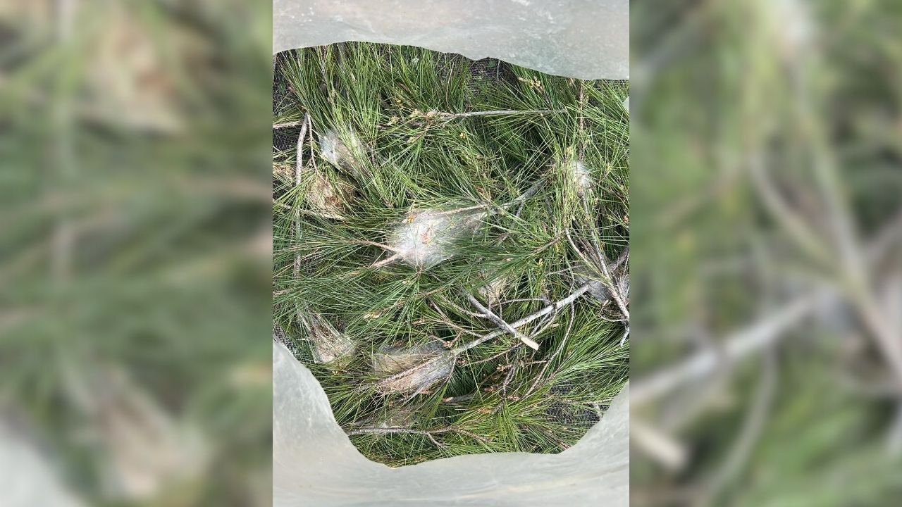 Marmaris’te Çam Kese Böceğiyle Doğa Dostu Mücadele (1)