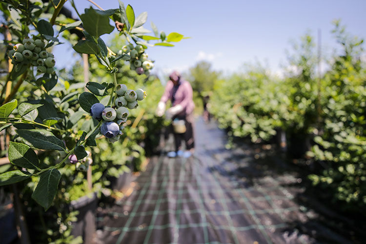 Mavi Yemiş Üretimi