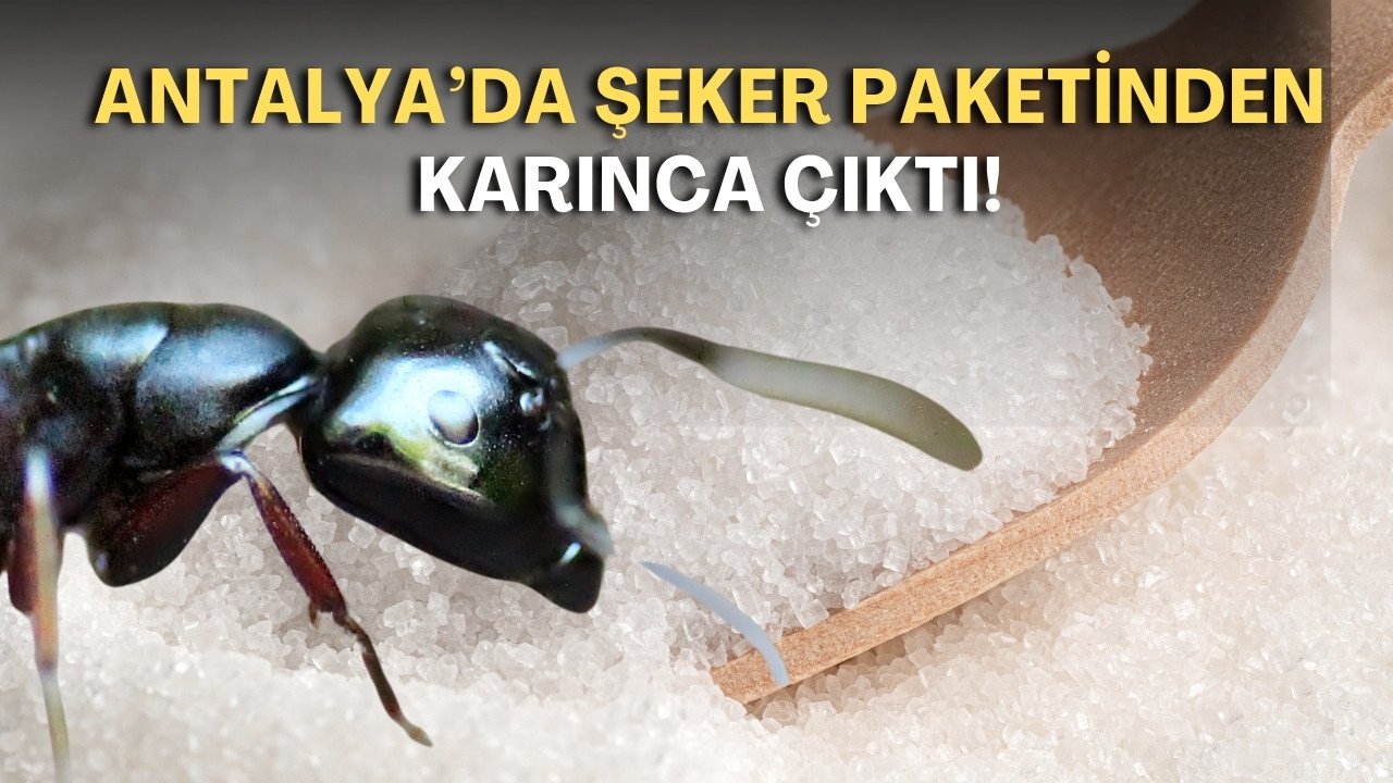 Antalya’da şeker paketinden karınca çıktı!