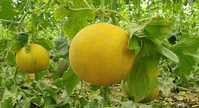 Serik Kavun Hasadı (2)