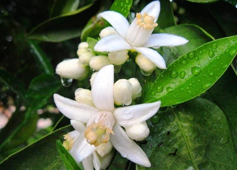 Turunç Çiçeği 33