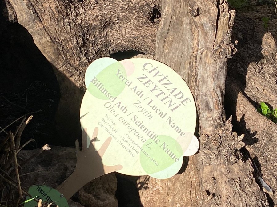 Yivli Minare Zeytin Ağacı 4