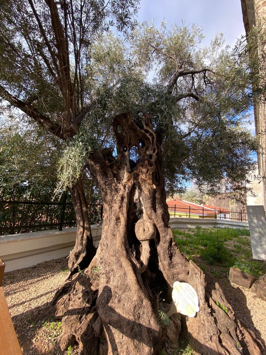 Yivli Minare Zeytin Ağacı