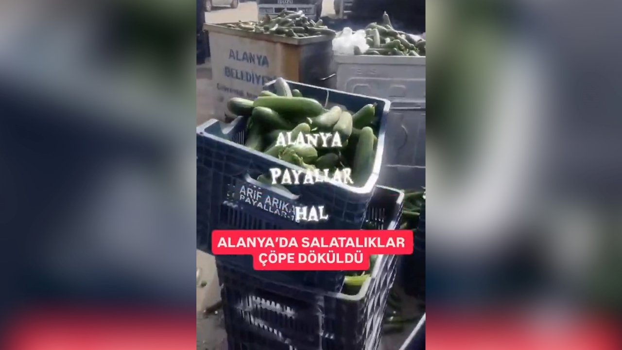 Alanya Çöpe Dökülen Salatalıklar