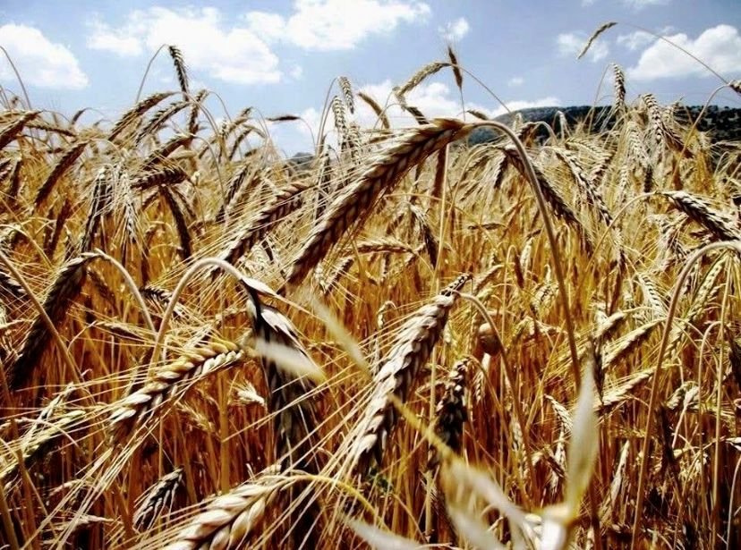 Buğday Tarım