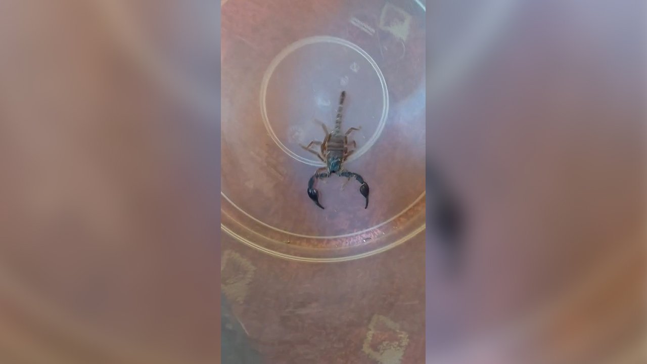 Camide Akrep Paniği 2