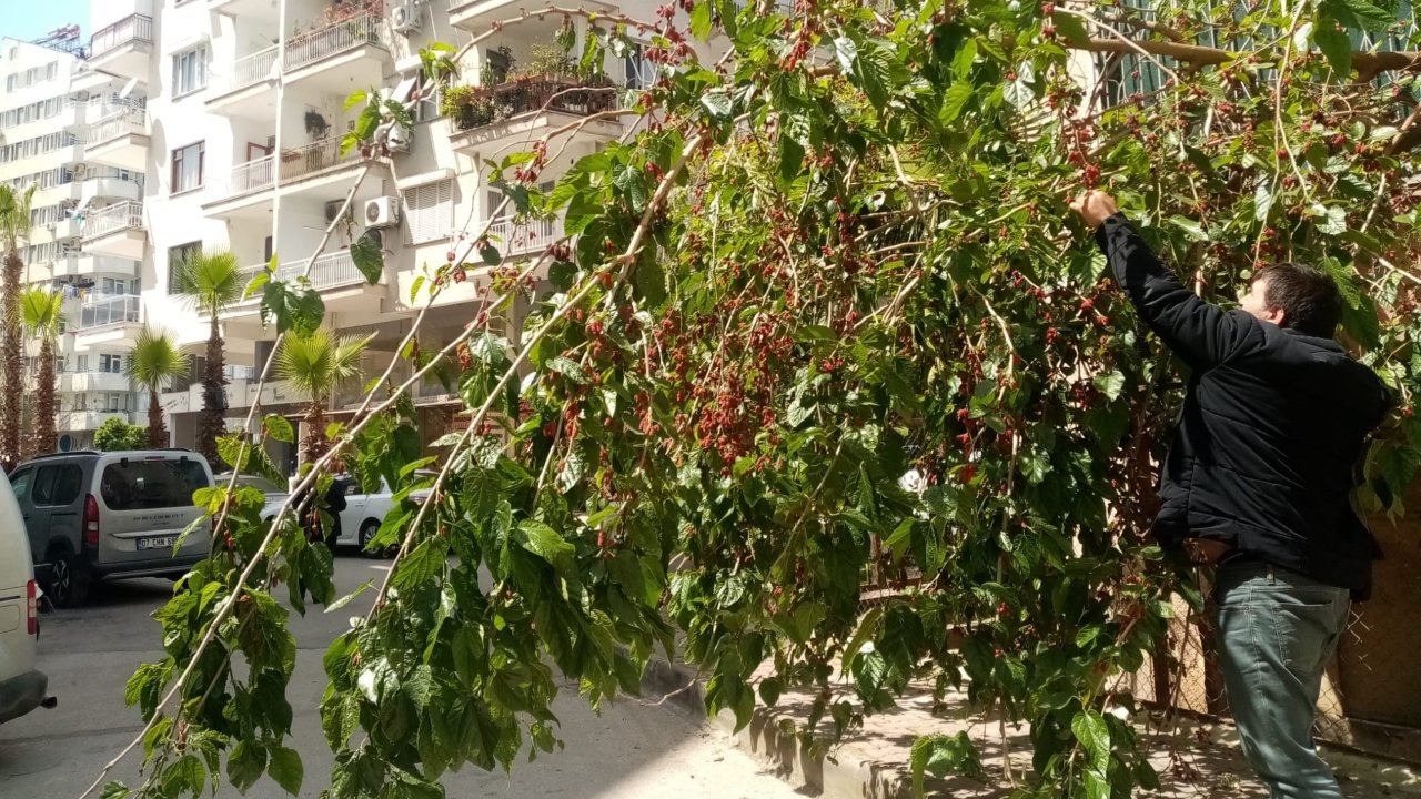 Dut Ağacı Antalya (1)