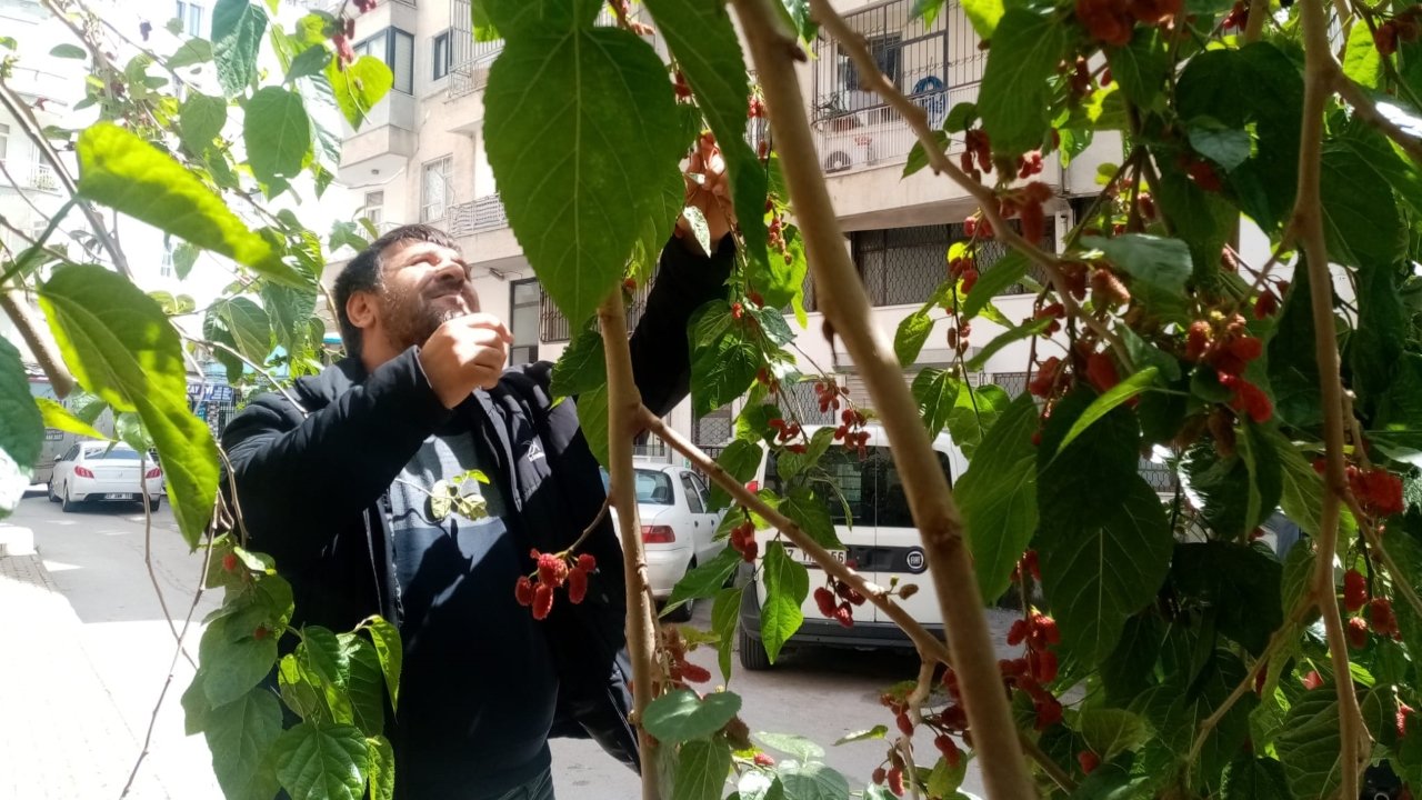 Dut Ağacı Antalya (2)