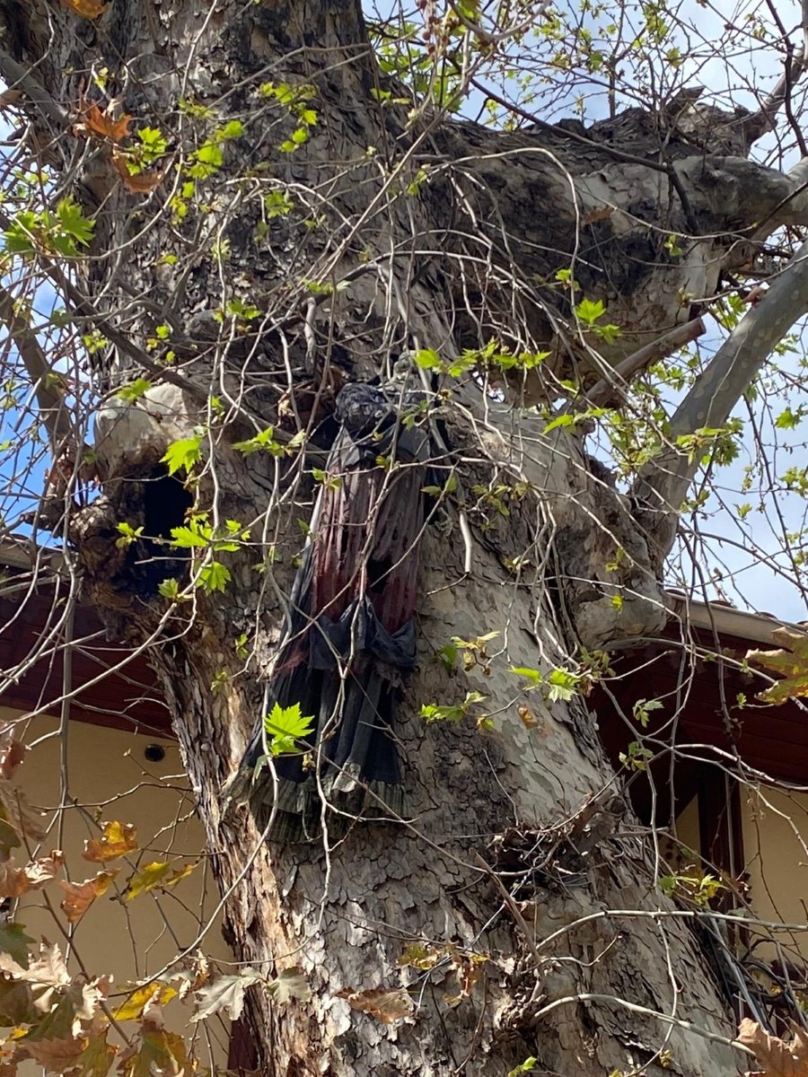 Kaleiçi 100 Yıllık Ağaç (1)