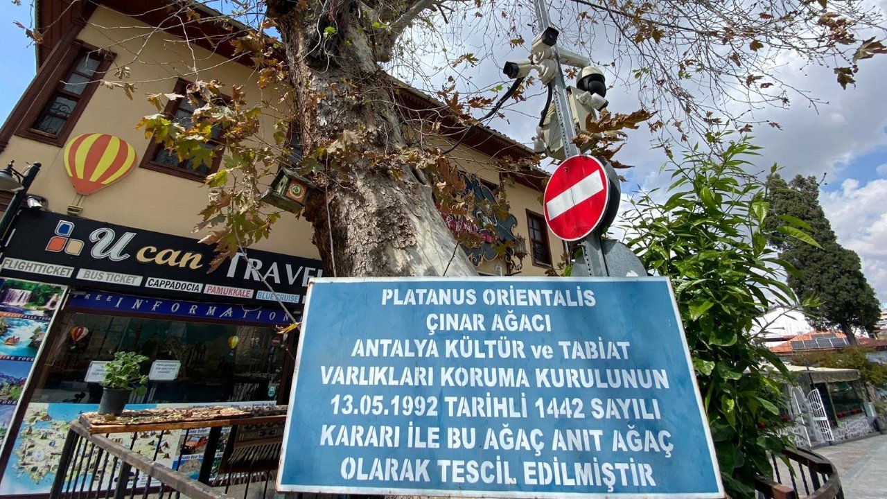 Kaleiçi 100 Yıllık Ağaç (3)