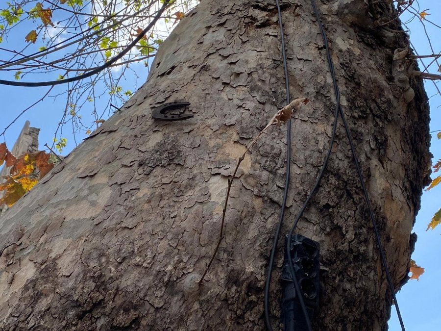 Kaleiçi 100 Yıllık Ağaç (4)