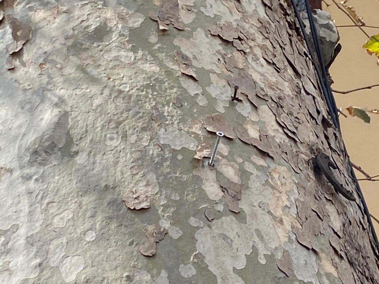 Kaleiçi 100 Yıllık Ağaç (5)