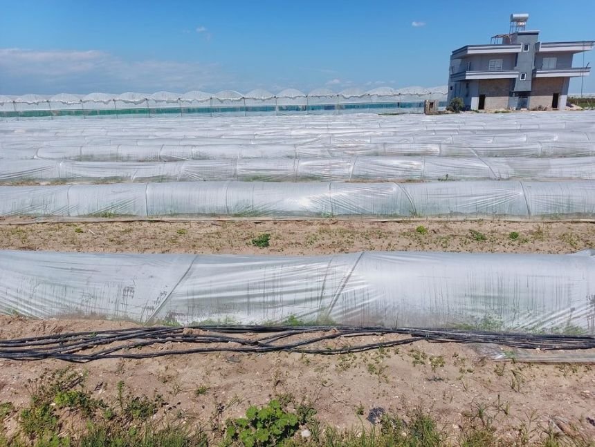 Mersin Tarsus Tarım (1)