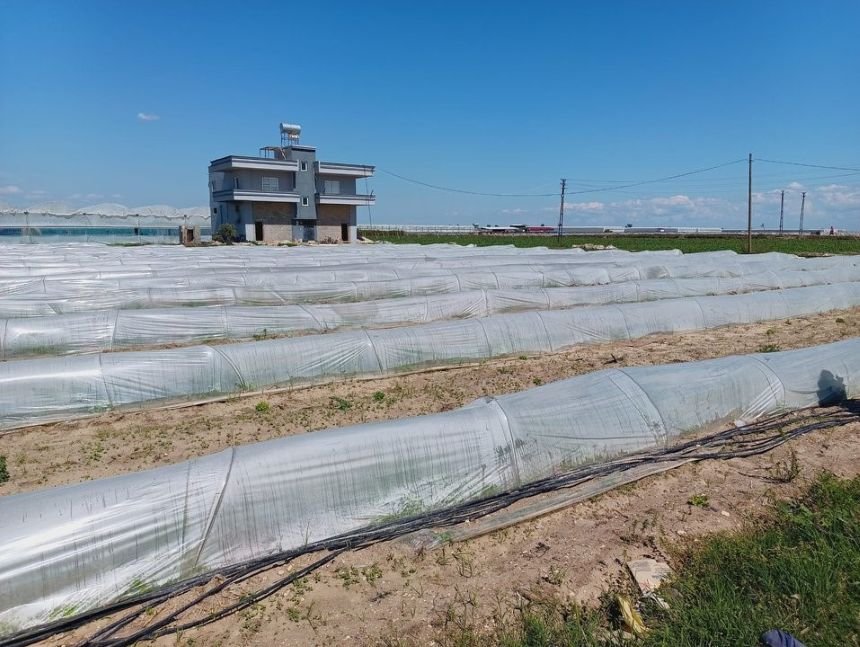 Tarlada kalan marul iddiasına Bakanlıktan yanıt geldi!
