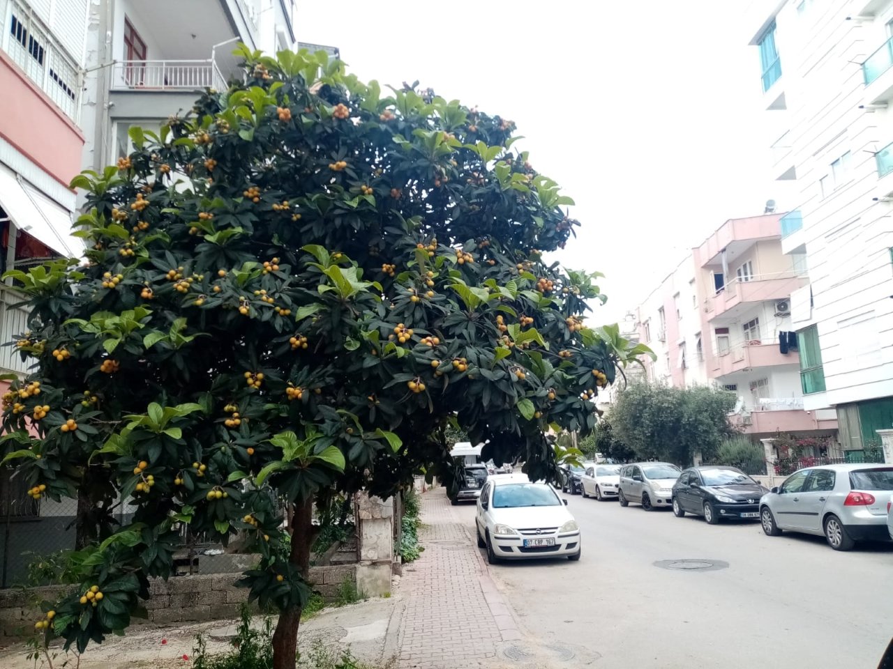 Muşmula Ağacı Antalya (1)