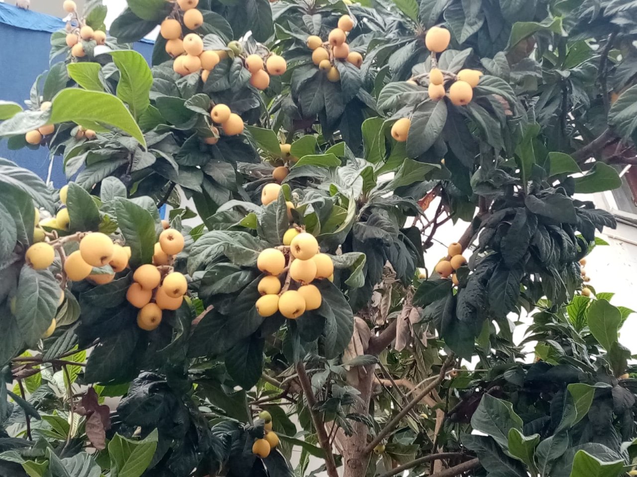 Muşmula Ağacı Antalya (2)