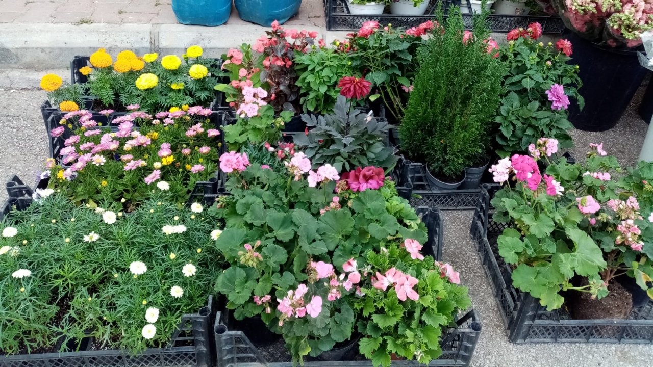 Süs Bitkileri Cuma Pazarı (2)