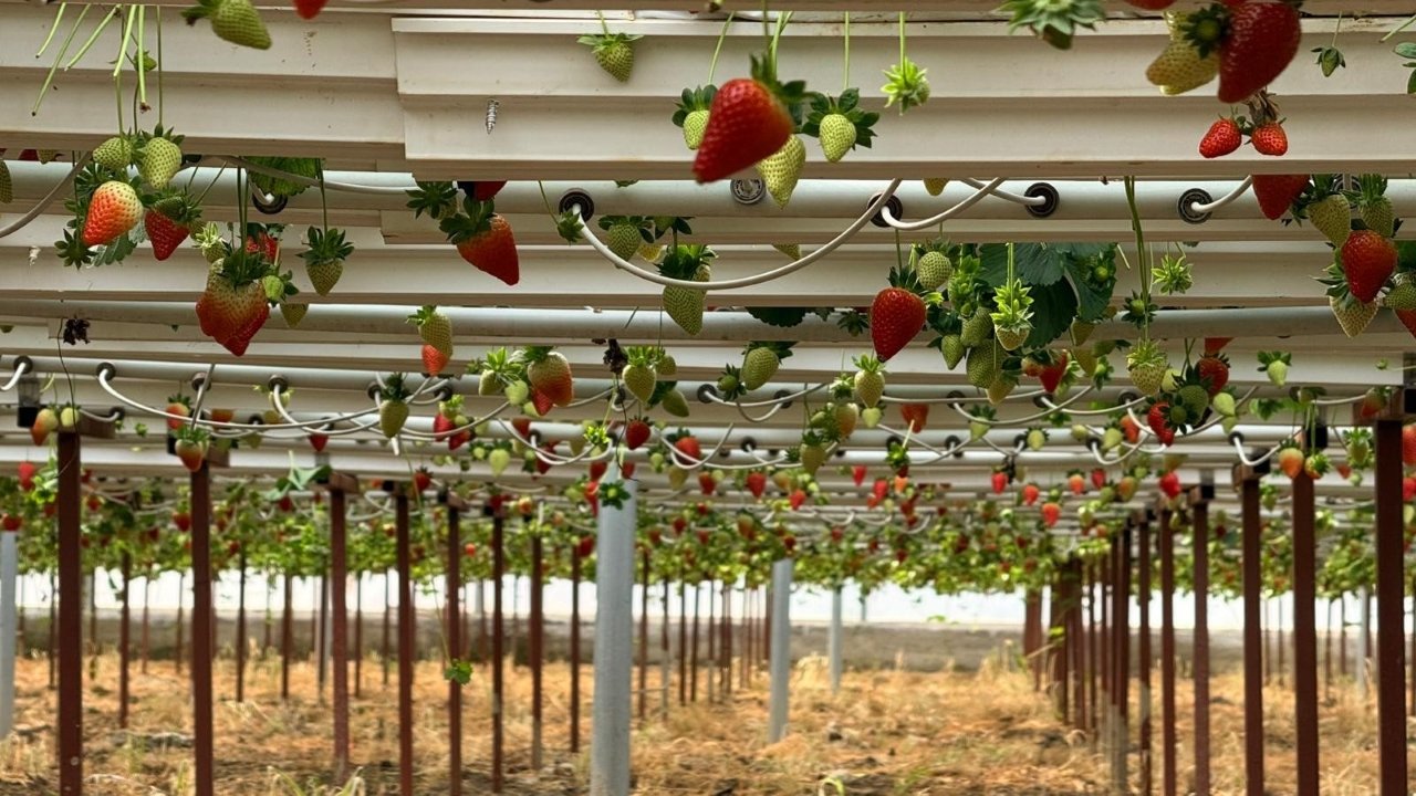 Topraksız Tarımla Çiçek Üretimi (1)