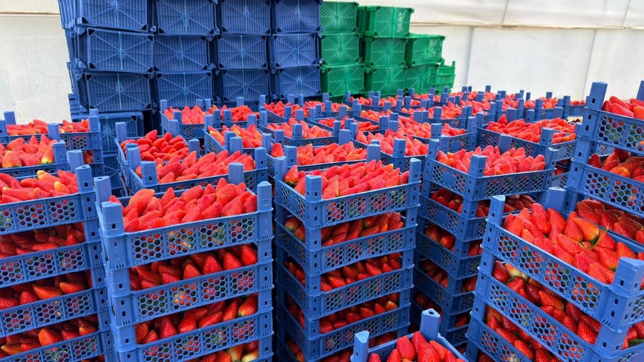 Topraksız Tarımla Çiçek Üretimi (4)