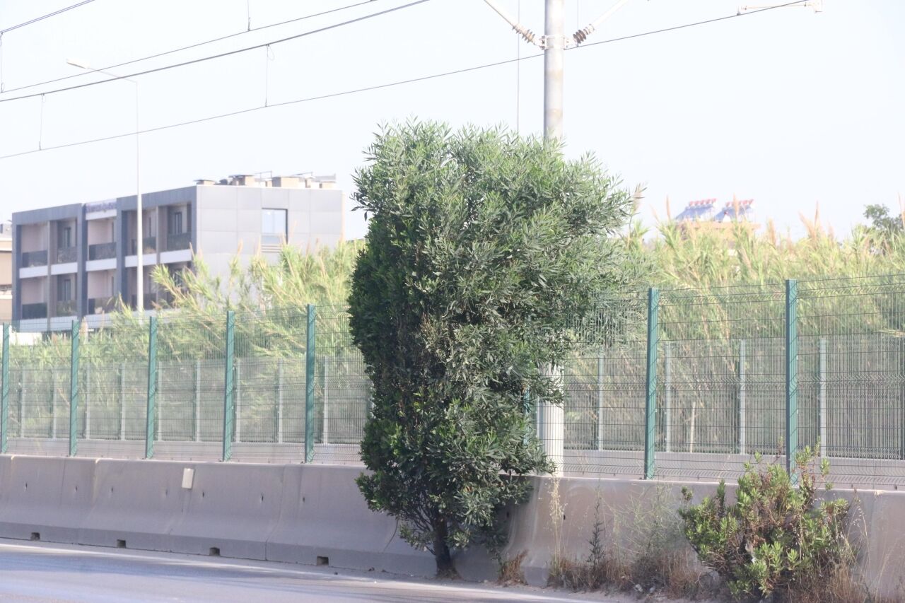 Antalya Alanya Yolunda Büyüyen Ağaç (3)