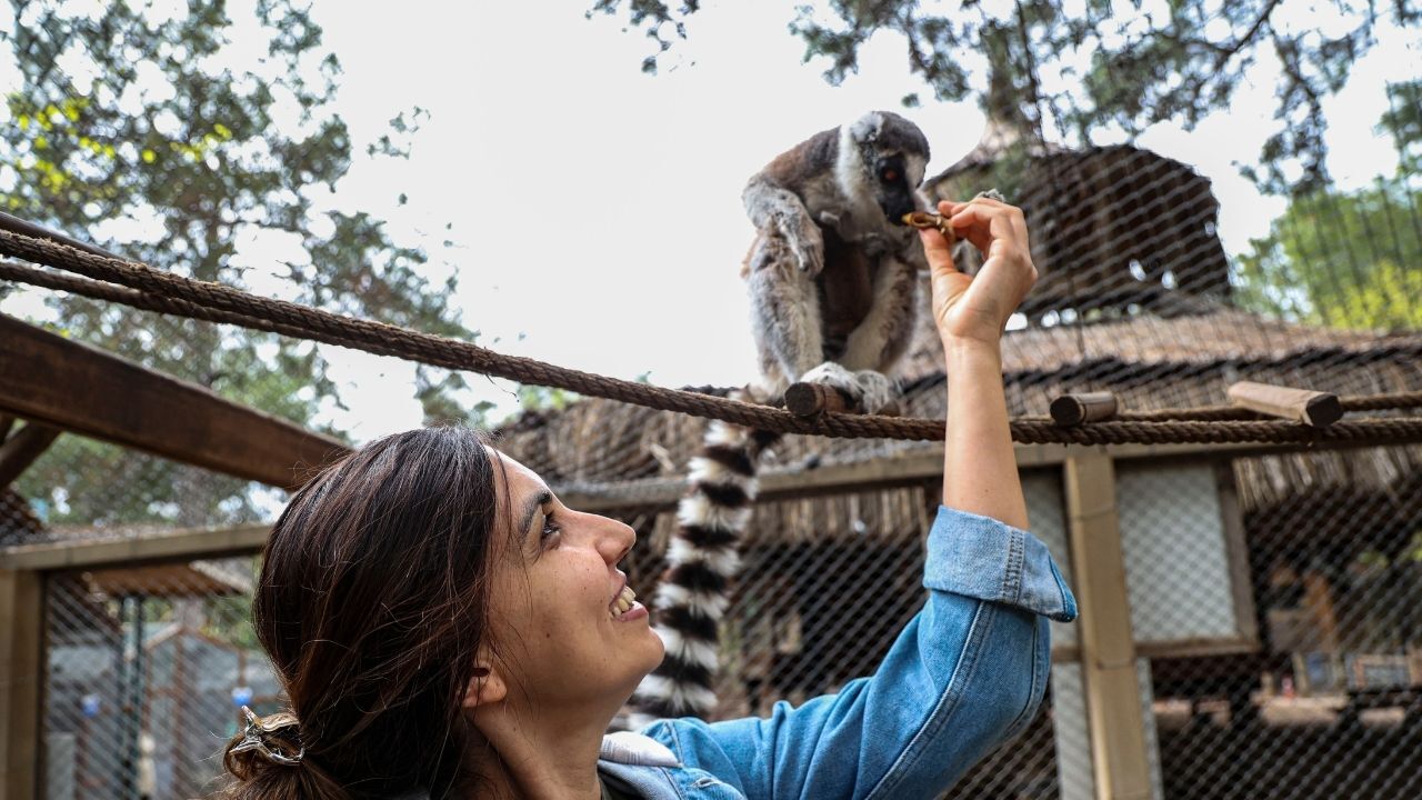 Lemur1-1