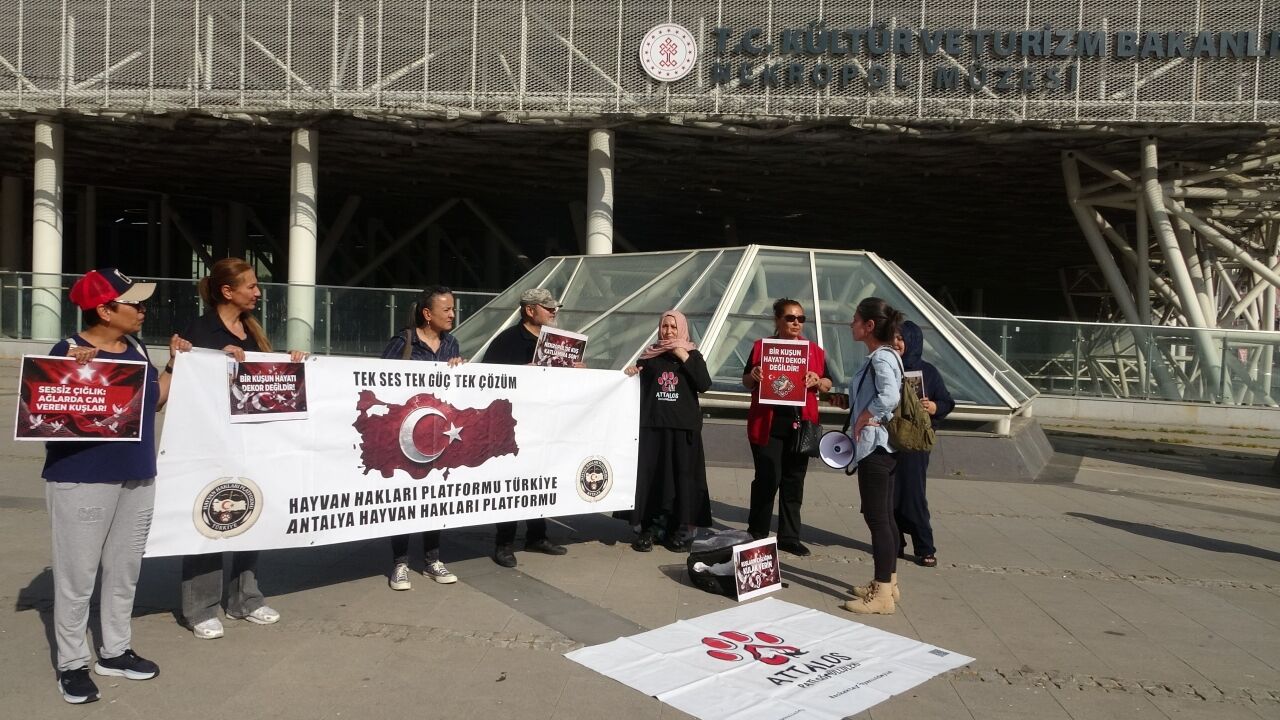 Nekropol Müzesi Kuş Ölümleri (2)
