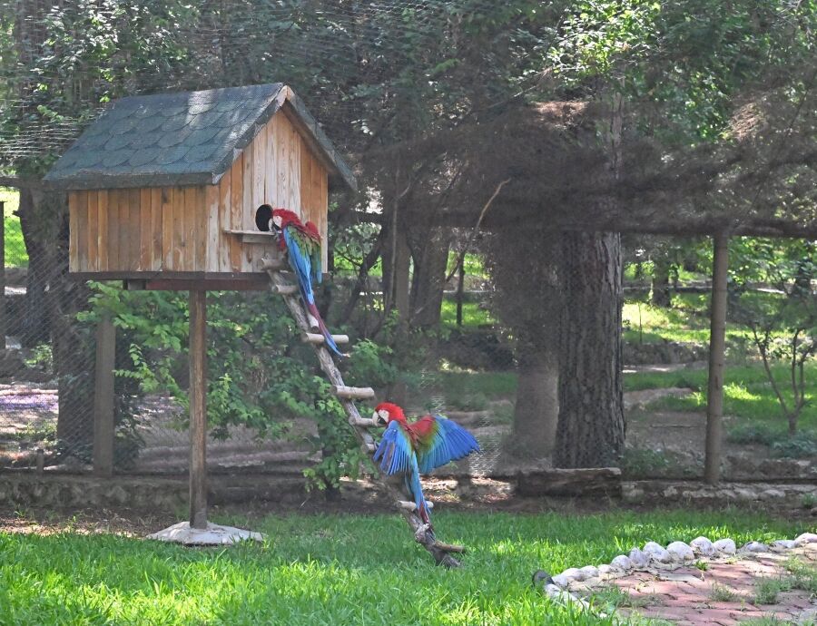 Doğal Yaşam Parkı Yeni Yavrularla Şenlendi (8)
