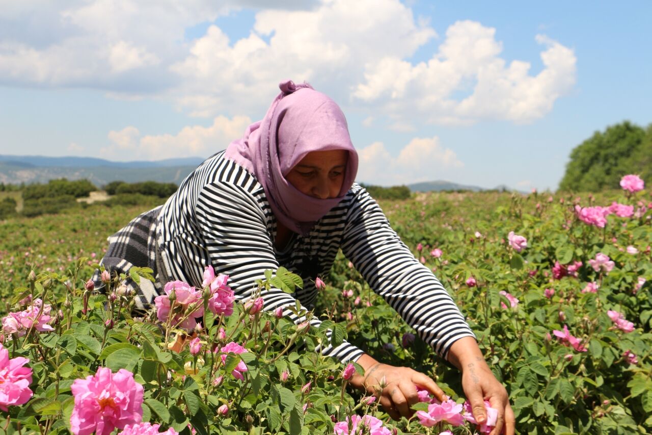 Isparta Gül Hasadı (2)