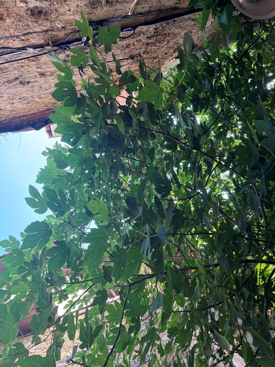 Tarihi Kemer Ağaçların Arasında Kaldı Kaleiçi (3)