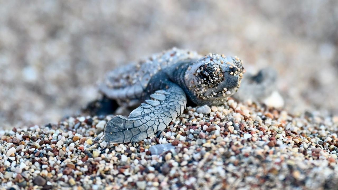 Antalya'da Caretta Caretta Heyecanı! Yavrular Çıralı'da Denizle Buluştu