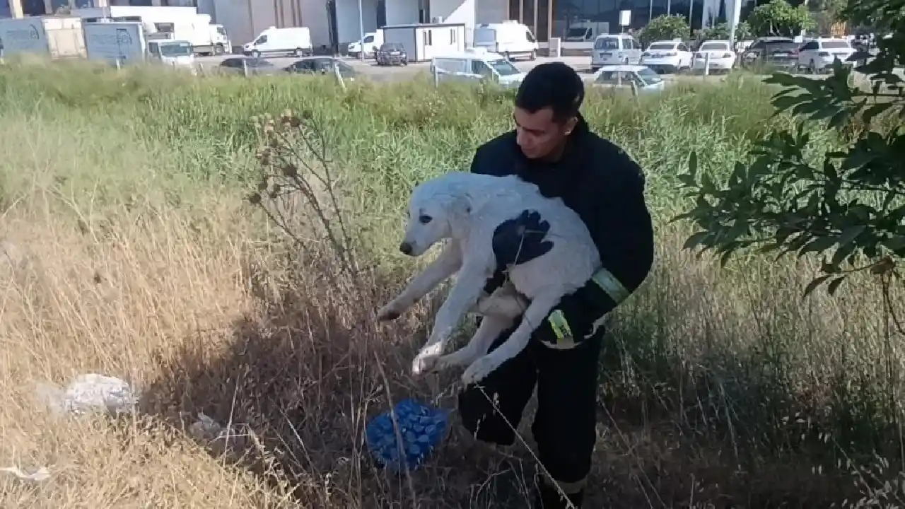 Antalya'da Günlerdir Gelen Sesin Sırrı Ortaya Çıktı! Kurtarılan Köpeğe Sarılıp Ağlad12 (2)Körfezz