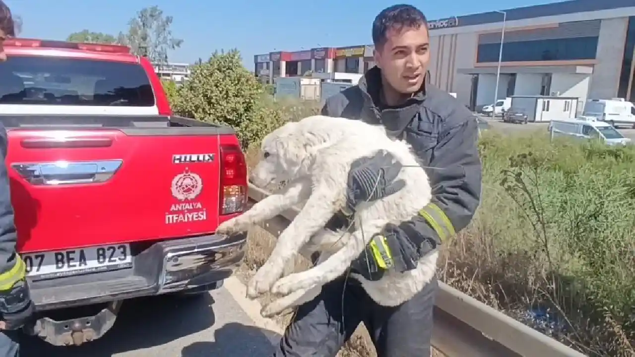 Antalya'da Günlerdir Gelen Sesin Sırrı Ortaya Çıktı! Kurtarılan Köpeğe Sarılıp Ağlad12 (3)Körfezz