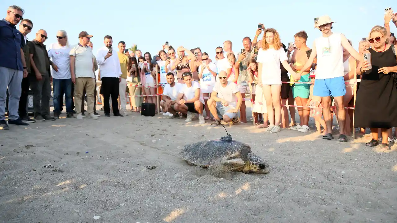 Antalya'da Ilk! Engelli Caretta'nın Denizdeki Sırrı Uyduyla Çözülecek12 (1)Körfezz