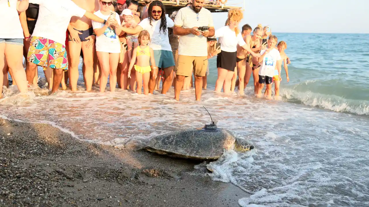 Antalya'da Ilk! Engelli Caretta'nın Denizdeki Sırrı Uyduyla Çözülecek12 (5)Körfezz