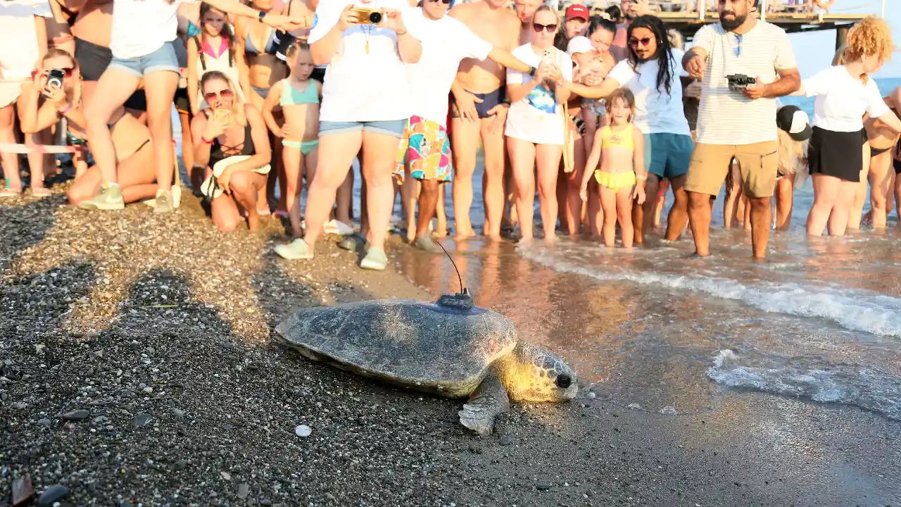 Antalya'da Ilk! Engelli Caretta'nın Denizdeki Sırrı Uyduyla Çözülecek12 (6)Körfezz
