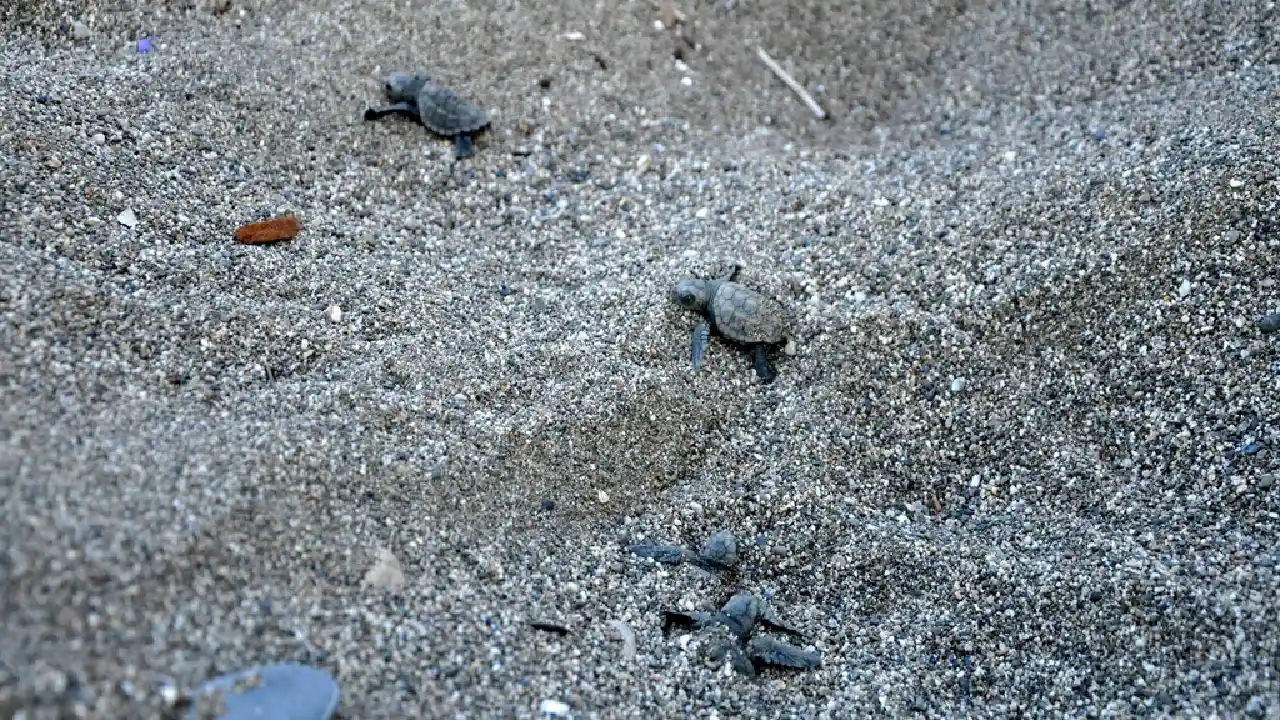 Antalya'da Yabancılar Carettaların Gönüllü Bekçisi Oldu12 (3)Körfezz