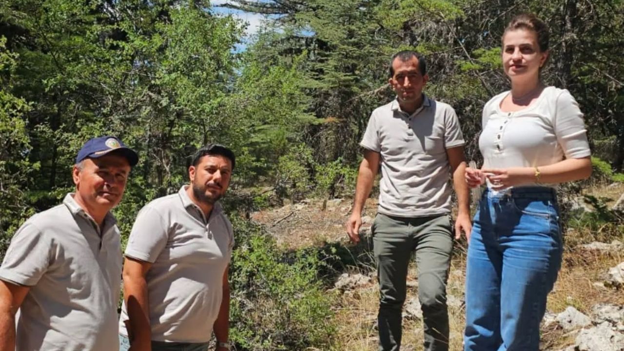 Laboratuvarda Üretildi, Sedir Ormanlarına Bırakıldı (3)